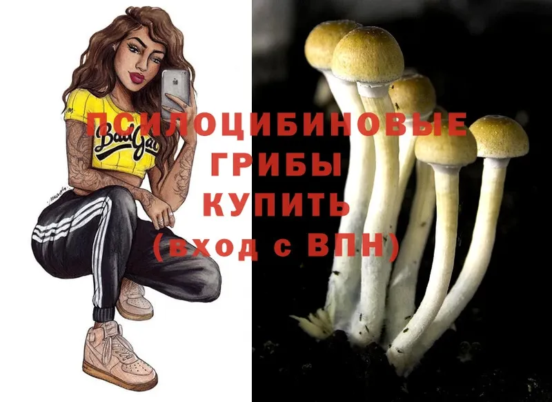 Псилоцибиновые грибы Psilocybine cubensis  наркота  Гвардейск 